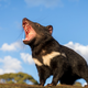 He scream.